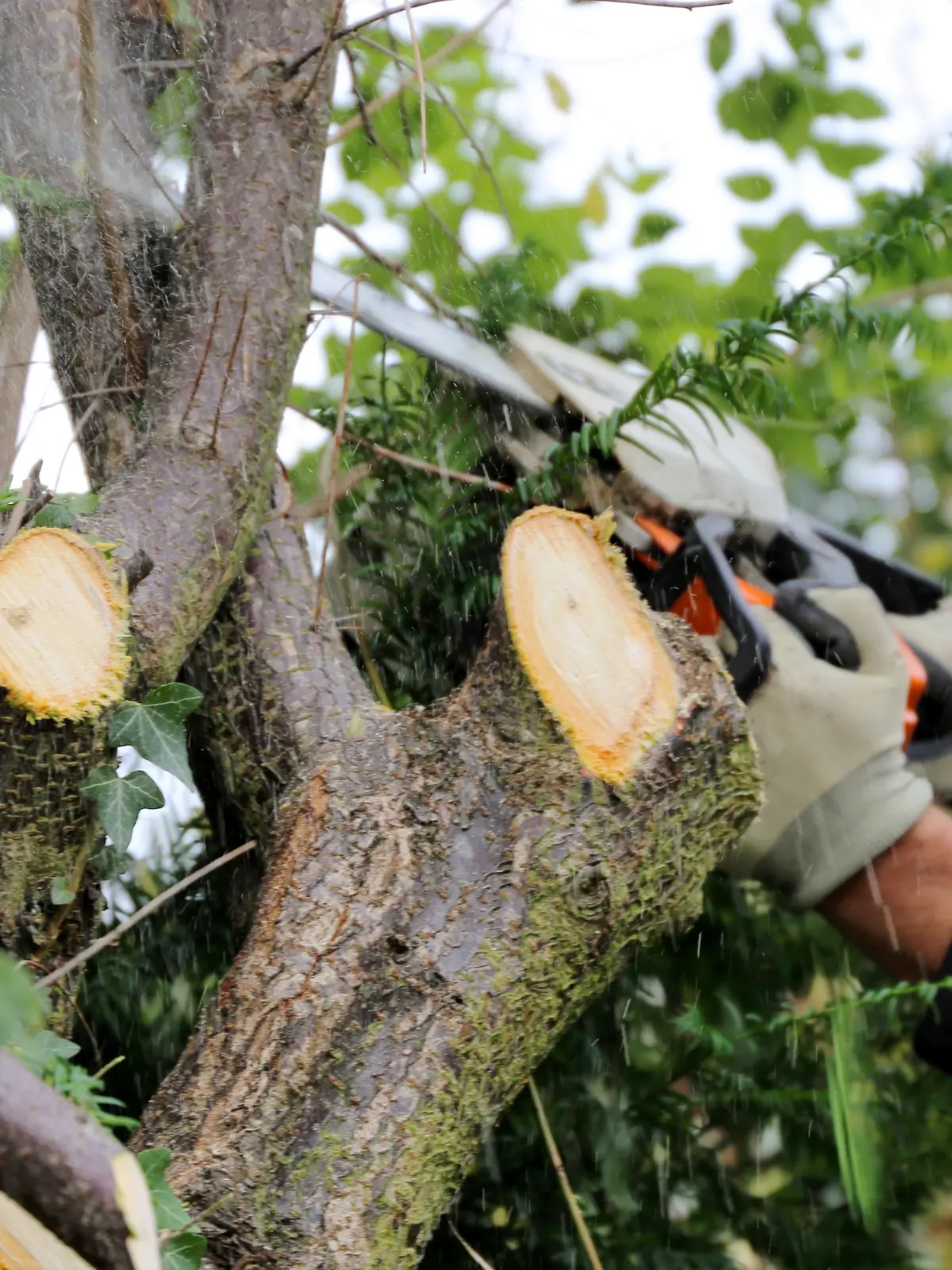 Tree Felling Services Gauteng